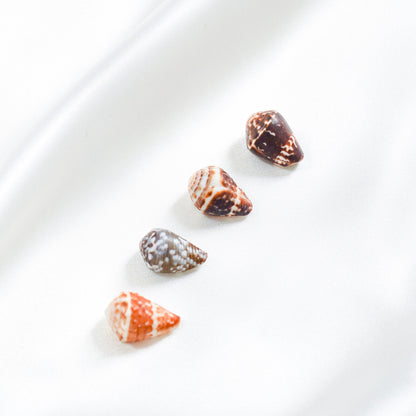 Four small shells on a white surface