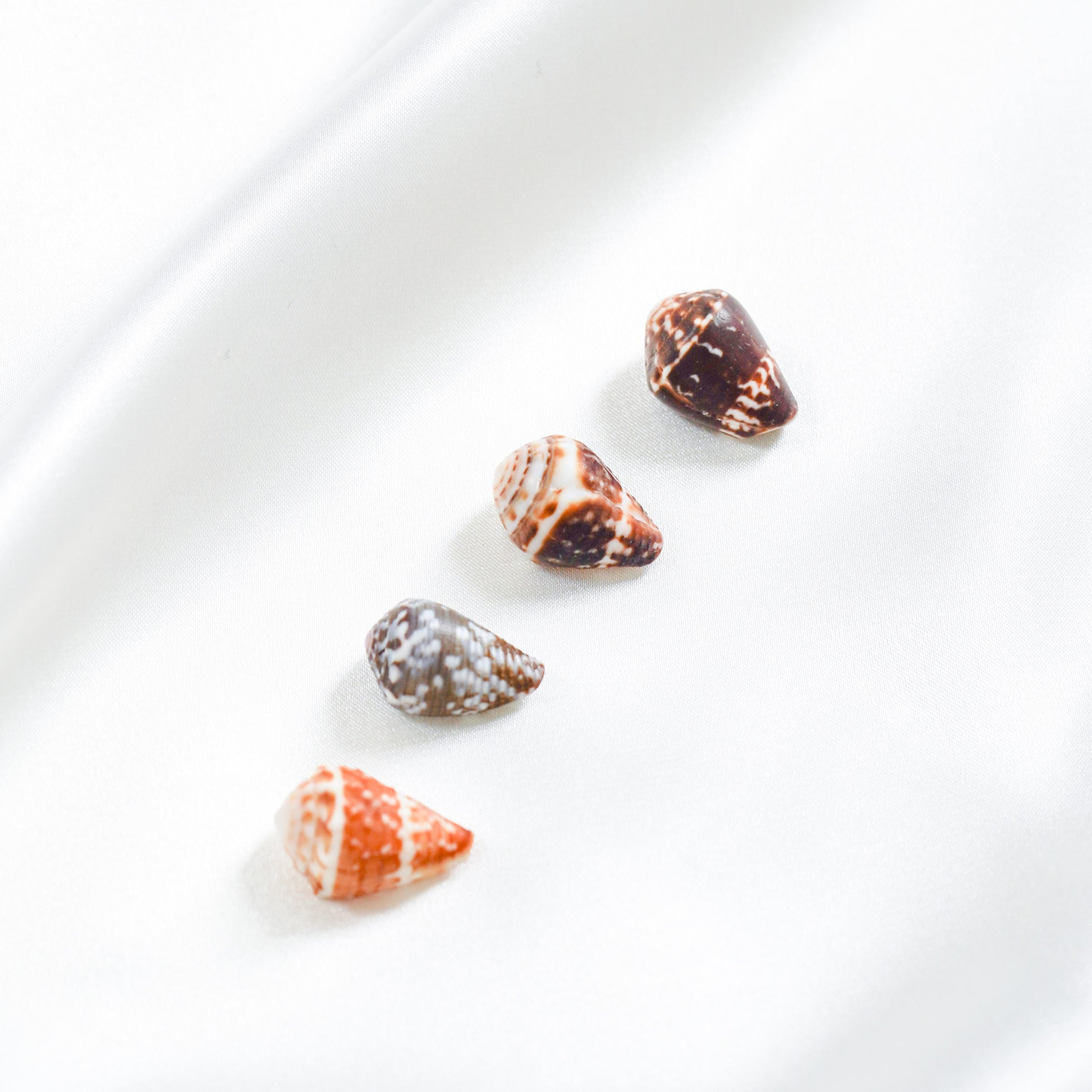Four small shells on a white surface